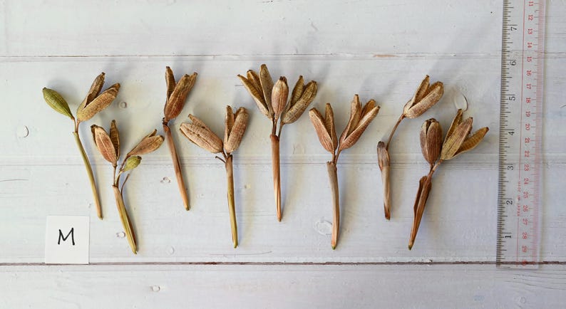 May include: Dried seed pods with brown and tan hues are arranged on a white wooden surface. A ruler with inch markings is visible on the right. A white label with the letter "M" is in the lower left corner.