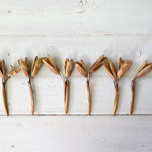 May include: Seven dried seed pods with brown and tan hues are arranged on a white wooden surface. A clear ruler with red markings is positioned vertically. A small white card with the letter "E" is in the lower left corner.