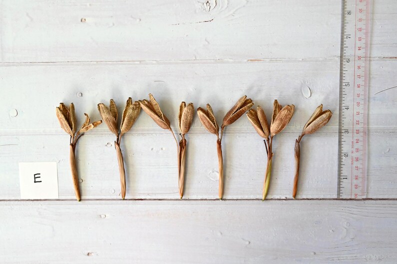 May include: Seven dried seed pods with brown and tan hues are arranged on a white wooden surface. A clear ruler with red markings is positioned vertically. A small white card with the letter "E" is in the lower left corner.