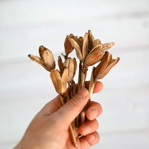 May include: A close-up of a bundle of dried, light brown seed pods. The pods have a textured, papery appearance and are held together by thin, brown stems. The background is a white, wooden surface.