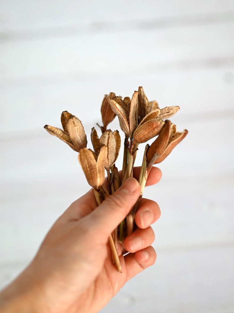 May include: A close-up of a bundle of dried, light brown seed pods. The pods have a textured, papery appearance and are held together by thin, brown stems. The background is a white, wooden surface.