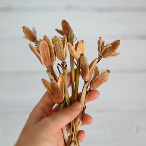 May include: A bundle of dried seed pods in shades of brown and tan, held in a hand. The pods have a unique, elongated shape with a textured surface. The stems are a mix of green and brown, and the background is a white, wooden surface.