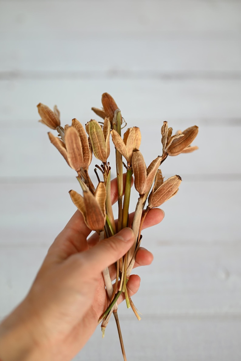 May include: A bundle of dried seed pods in shades of brown and tan, held in a hand. The pods have a unique, elongated shape with a textured surface. The stems are a mix of green and brown, and the background is a white, wooden surface.