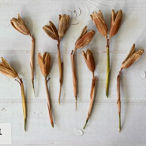 May include: Dried seed pods with tan and brown hues are arranged on a white wooden surface. The pods have a unique shape, with a central stem and multiple segments. A ruler is placed next to the pods, providing a size reference.