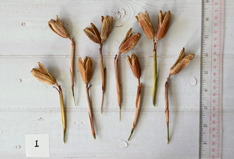 May include: Dried seed pods with tan and brown hues are arranged on a white wooden surface. The pods have a unique shape, with a central stem and multiple segments. A ruler is placed next to the pods, providing a size reference.