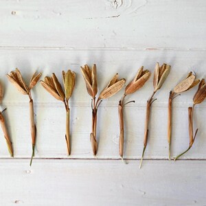 May include: Dried lily seed pods arranged on a white wooden surface. The pods are various shades of brown and tan, with some green stems. A ruler is placed next to the pods for scale. A small white card with the letter "A" is in the image.
