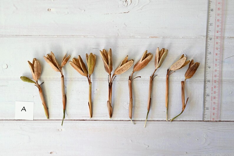 May include: Dried lily seed pods arranged on a white wooden surface. The pods are various shades of brown and tan, with some green stems. A ruler is placed next to the pods for scale. A small white card with the letter "A" is in the image.