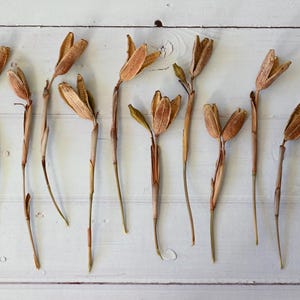 Dried Iris Pods with Stems: Natural Floral Decor, Rustic Craft Supply, Wabi Sabi Style image 5