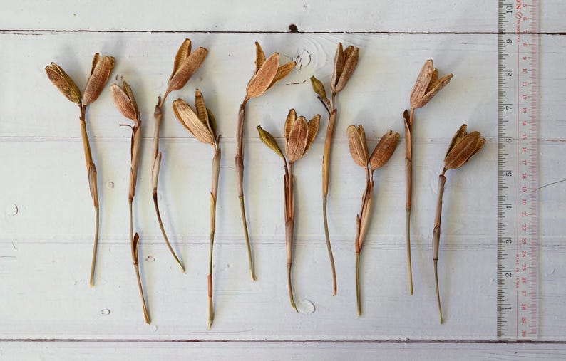 Dried Iris Pods with Stems: Natural Floral Decor, Rustic Craft Supply, Wabi Sabi Style image 5