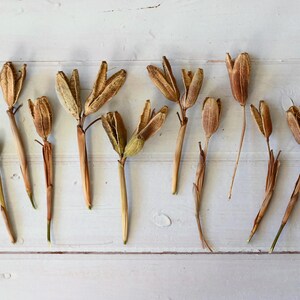May include: Dried seed pods and stems in shades of brown and tan are arranged on a white wooden surface. A ruler is positioned along the right side. A small white label with the letter "L" is in the lower left corner.