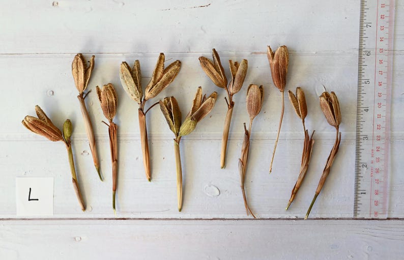 May include: Dried seed pods and stems in shades of brown and tan are arranged on a white wooden surface. A ruler is positioned along the right side. A small white label with the letter "L" is in the lower left corner.