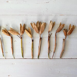 May include: Dried seed pods with brown and tan hues are arranged on a white wooden surface. A ruler is positioned to the right, and a small white card with the letter "B" is in the lower left corner. The pods have slender stems.