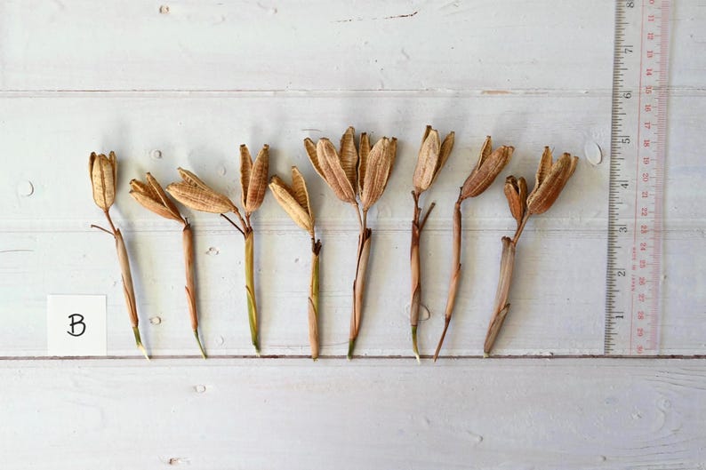May include: Dried seed pods with brown and tan hues are arranged on a white wooden surface. A ruler is positioned to the right, and a small white card with the letter "B" is in the lower left corner. The pods have slender stems.