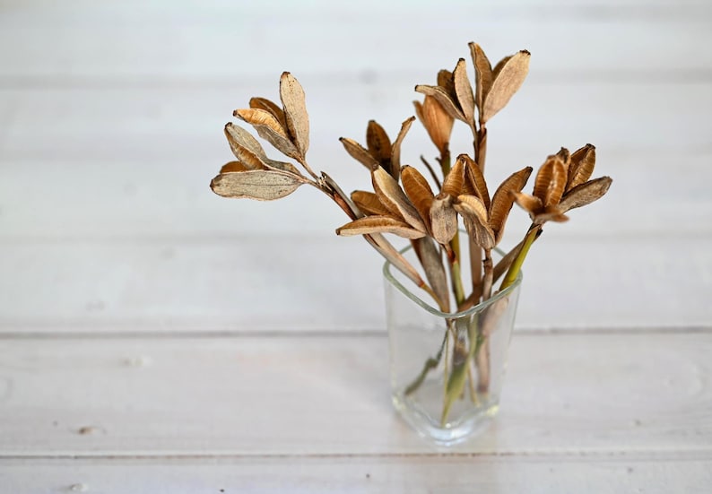 May include: A small clear glass vase holds a collection of dried, tan-colored seed pods. The pods have a textured appearance and are arranged to create a natural, decorative display. The vase sits on a white wooden surface.