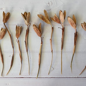 Dried Iris Pods with Stems: Natural Floral Decor, Rustic Craft Supply, Wabi Sabi Style image 6