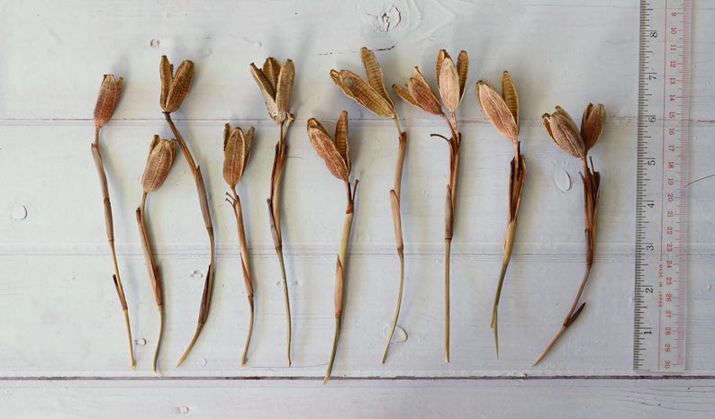Dried Iris Pods with Stems: Natural Floral Decor, Rustic Craft Supply, Wabi Sabi Style image 6