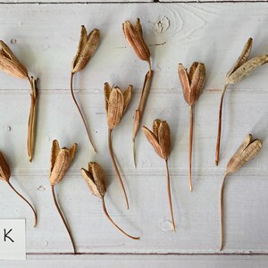 May include: Overhead shot of dried seed pods with long stems, arranged on a white wooden surface. The pods are tan and brown, with a papery texture. A ruler is visible on the right side, and a small white card with the letter "K" is in the lower left.