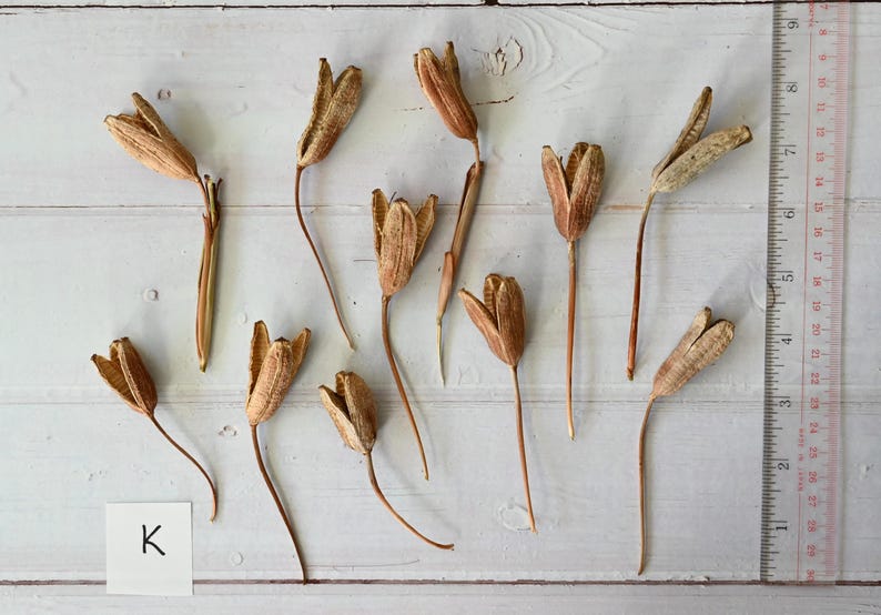 May include: Overhead shot of dried seed pods with long stems, arranged on a white wooden surface. The pods are tan and brown, with a papery texture. A ruler is visible on the right side, and a small white card with the letter "K" is in the lower left.