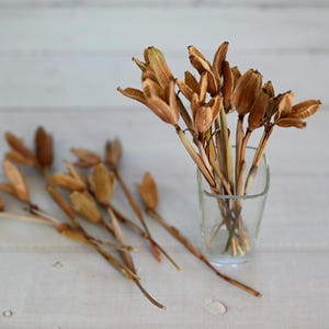 May include: Dried seed pods in a clear glass vase and scattered on a white wooden surface. The pods are a mix of tan and brown, with long stems. The vase is square and simple, and the background is a light, neutral color.