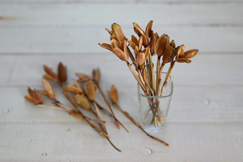 May include: Dried seed pods in a clear glass vase and scattered on a white wooden surface. The pods are a mix of tan and brown, with long stems. The vase is square and simple, and the background is a light, neutral color.