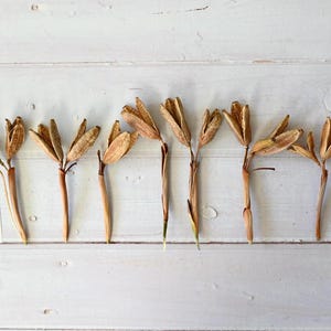 May include: Dried seed pods with brown stems and beige seed heads are arranged on a white wooden surface. A ruler with inch measurements is on the right. A small white card with the letter "C" is on the left.