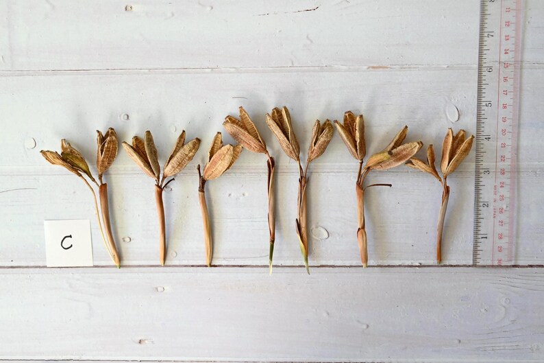 May include: Dried seed pods with brown stems and beige seed heads are arranged on a white wooden surface. A ruler with inch measurements is on the right. A small white card with the letter "C" is on the left.