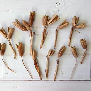 May include: Dried seed pods in shades of brown and tan are arranged on a white wooden surface. A clear ruler with inch measurements is visible. A small white label with the letter "N" is in the lower left corner. The pods vary in size and shape.