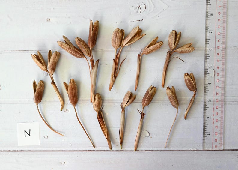 May include: Dried seed pods in shades of brown and tan are arranged on a white wooden surface. A clear ruler with inch measurements is visible. A small white label with the letter "N" is in the lower left corner. The pods vary in size and shape.