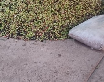 زيت الزيتون الطبيعي