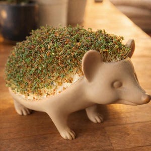 Peut inclure: Un pot de fleurs en forme de hérisson en céramique beige, rempli de jeunes pousses vertes. Le pot a un design détaillé, avec des oreilles, un museau et de petits pieds. Les pousses créent un dos vert texturé.