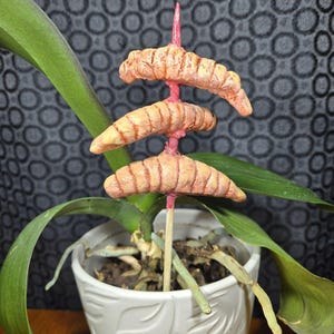 以下が含まれることがあります： ピンク色の茎に、3つの質感のある明るいオレンジ色の三日月型の要素が付いた、装飾用の植物用杭。 杭は、蘭の植物、緑の葉、露出した根が入った白いセラミックポットに入っています。