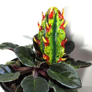 May include: A decorative cactus-shaped ornament in shades of green, red, and yellow, placed on an African violet plant. The plant features dark green, velvety leaves and a black pot. The cactus-like object is the central element.