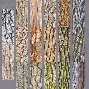Peut inclure: Une collection d'images rectangulaires pr&eacute;sentant diverses textures d'&eacute;corce d'arbre. Les &eacute;chantillons d'&eacute;corce affichent une gamme de couleurs, notamment des bruns, des gris et des verts, avec des motifs vari&eacute;s, de lisses &agrave; profond&eacute;ment sillonn&eacute;s, pour des designs sur le th&egrave;me de la nature.