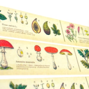 plantenwetenschap - Japanse washi-afplaktape - 30 mm breed - 11 yard