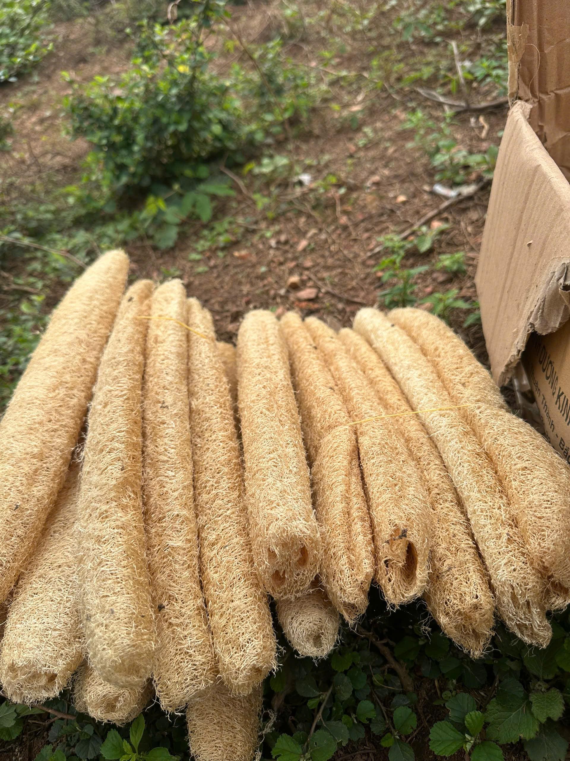 Kitchen Luffa Set off 5 Natural Loofah Sponge Whole – Organic Dried Luffa Gourd for ...