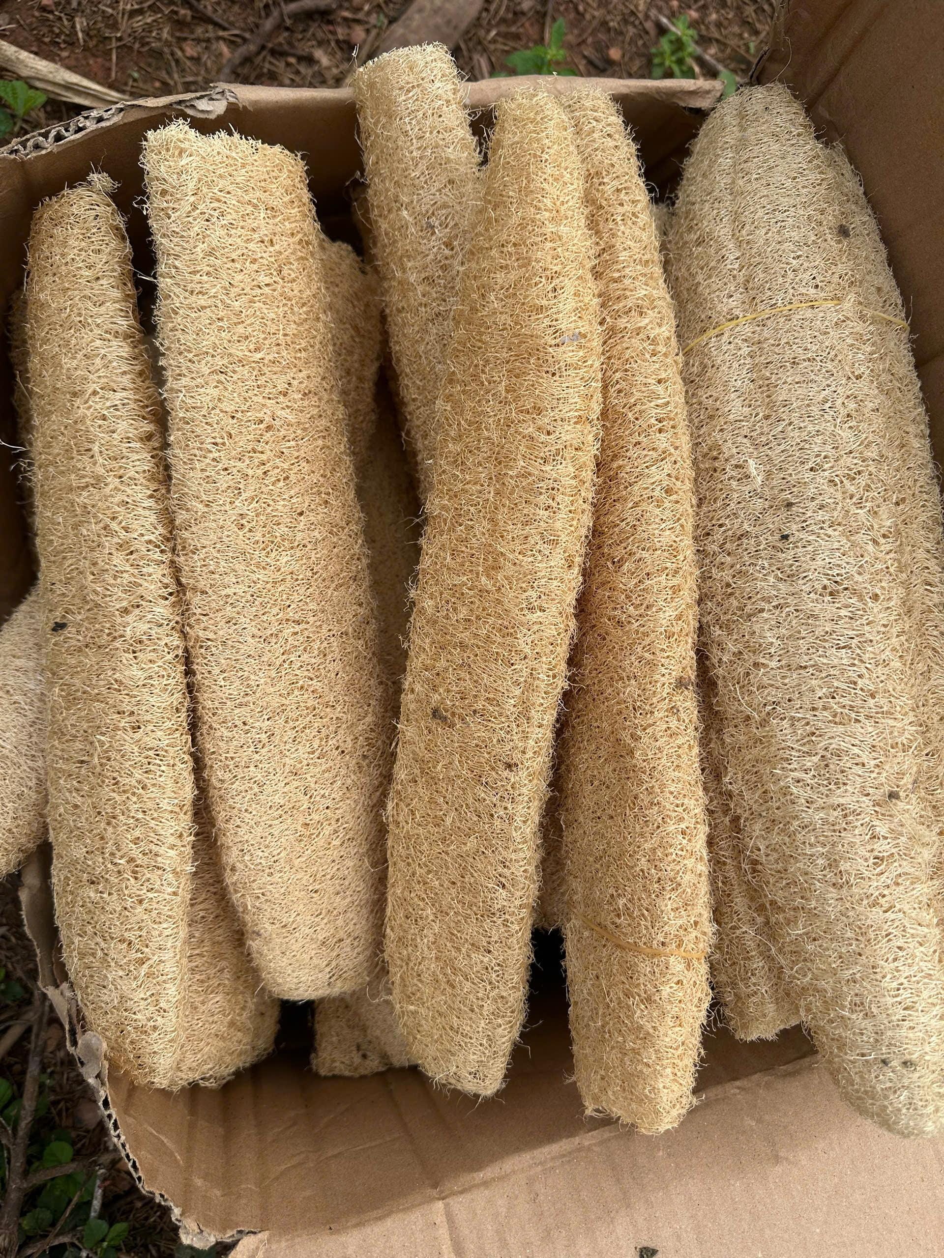 Loofah Gourd Dried - Etsy