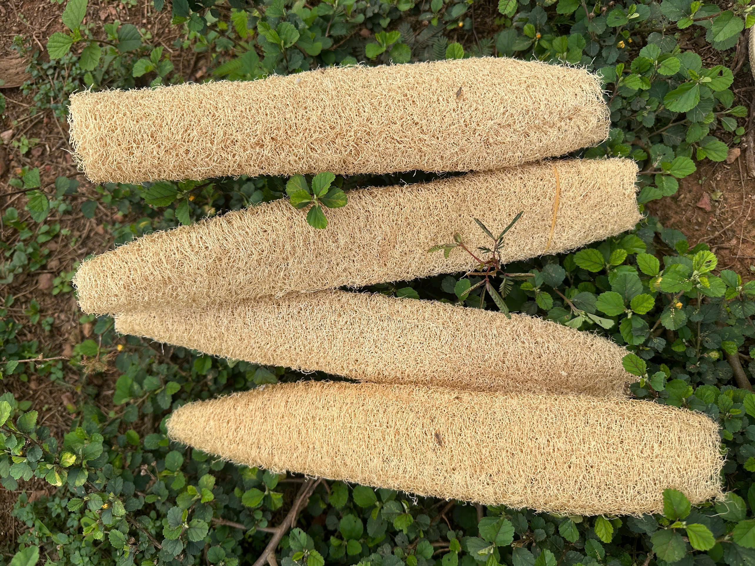 Kitchen Luffa Set off 5 Natural Loofah Sponge Whole – Organic Dried Luffa Gourd for ...