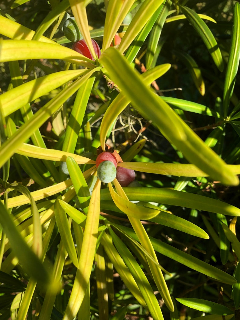 Buddhist Pine (podocarpus Macrophyllus) Seeds - Etsy
