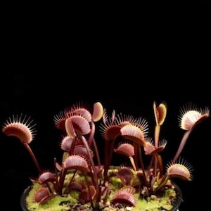May include: A Venus flytrap plant featuring multiple hinged, jaw-like leaves with reddish-pink interiors and long, sharp marginal spines. The plant is potted in a container with green moss, set against a solid black background.