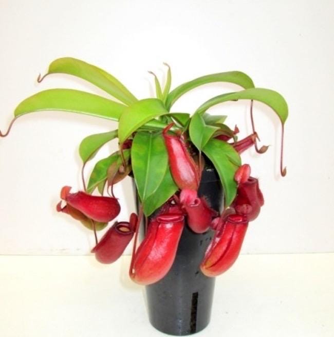 Nepenthes Terrarium - Etsy