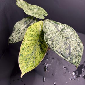 Alocasia Dragonscale Mint Variegated Large 4" Pot Seller's Choice Live Plant Rare Tropical Aroid