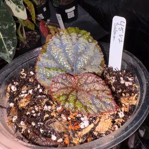 May include: A small potted plant with two large, textured leaves. The leaves are a mix of green, purple, and red, with a speckled pattern. The pot contains soil and a white plant tag that reads "45 V2 Salmo".