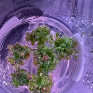 May include: Close-up of a clear glass container holding a cluster of green aquatic plants. The plants have a moss-like appearance with small, delicate leaves and a few reddish-brown accents. The container is filled with water.