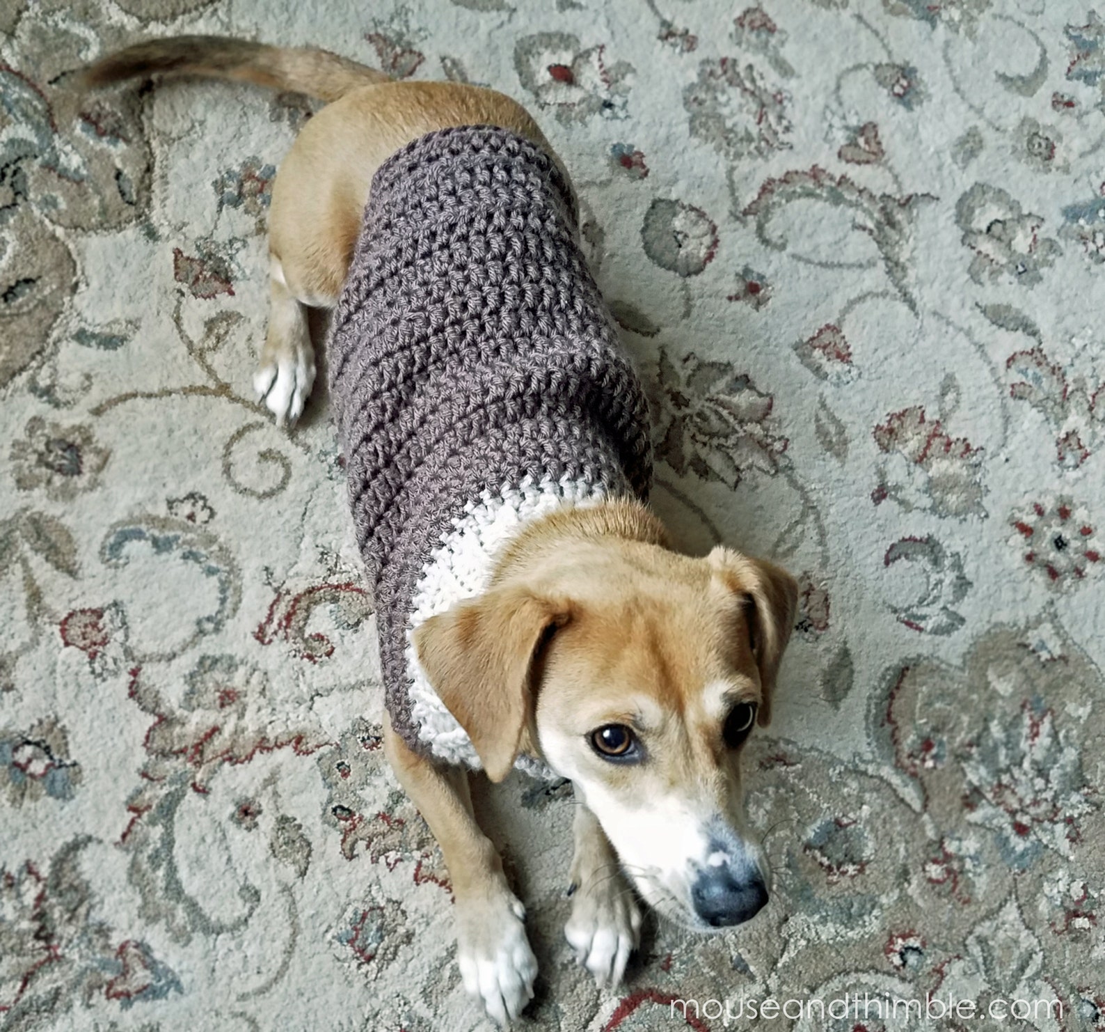 Easy Dog Sweater Crochet PATTERN Seamless Earhart Bomber Etsy