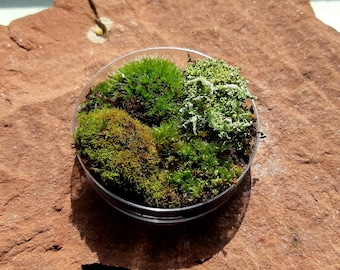 Mos- en korstmosmengsel, levend, 6 cm, petrischaal, bonsaidecoratie, natuurlijk miniatuurlandschap, echt mos