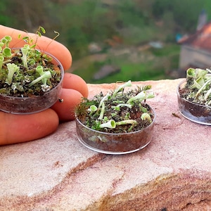 Set of 3 Pixie Cups Tiny Landscape Living Moss Lichens in 3.5 cm Petri Dish Diorama Bonsai Design