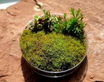 Set of 3 live moss and lichen mixes, 6 cm, Petri dish, bonsai decoration, natural mini landscape, real moss