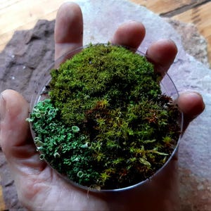 May include: A clear, round container filled with a variety of green mosses and lichens. The mosses range in color from bright green to deep forest green, with some areas of brown. The container is held in a hand.