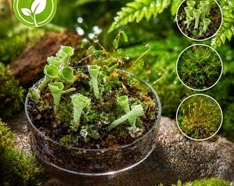 Conjunto de 3 líquenes Pixie Cup, pequeños líquenes musgosos vivos para paisajes en placas de Petri de 3,5 cm, diorama, diseño de bonsái.