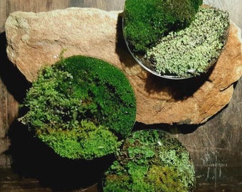 3x Musgo vivo en placas de Petri de 9 cm | Mezcla de musgo fresco – Terrario y bonsái | Naturalmente sostenible | Mini biotopo del bosque del Palatinado
